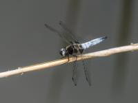 Spitzenfleck Libelle Männchen